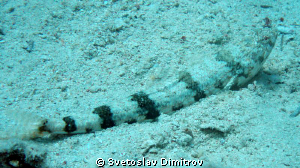 close up of a lizar fish. Picture taken with Olympus M700... by Svetoslav Dimitrov 